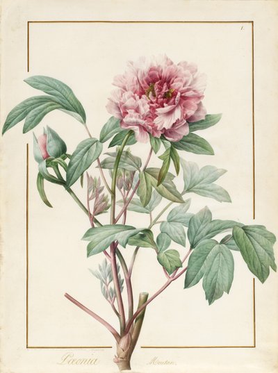 Paeonia Montan by Pierre Joseph Redouté